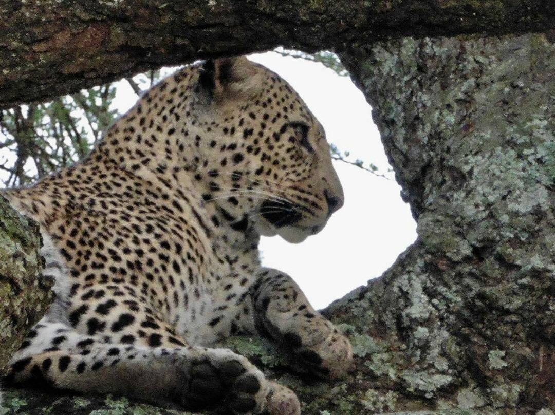 Wild Giant Safaris-莫西必去景点