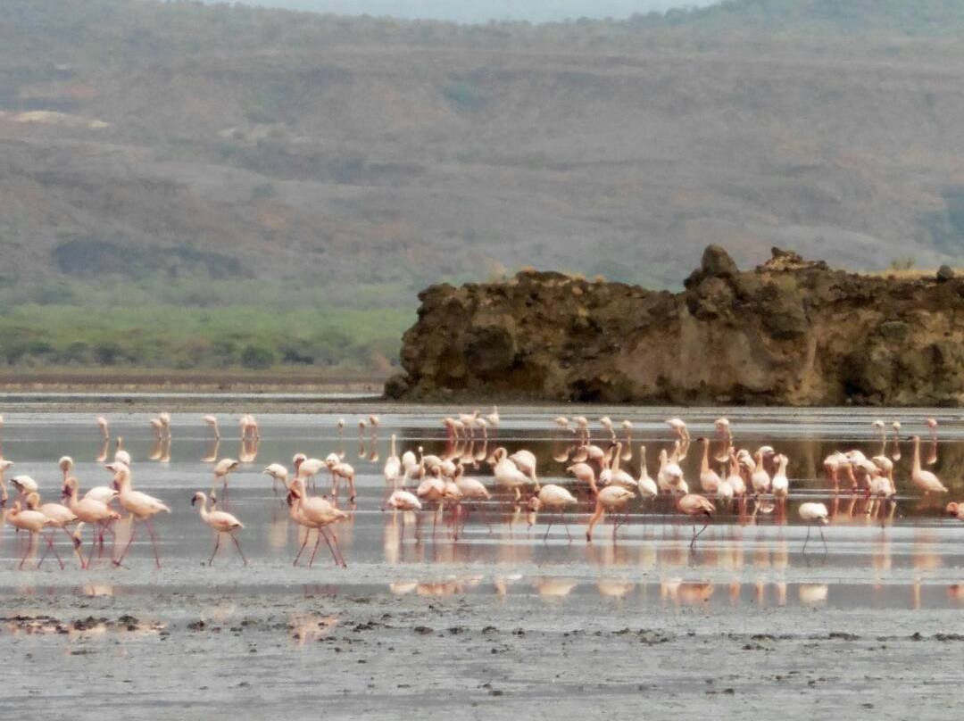 Wild Giant Safaris-莫西必去景点