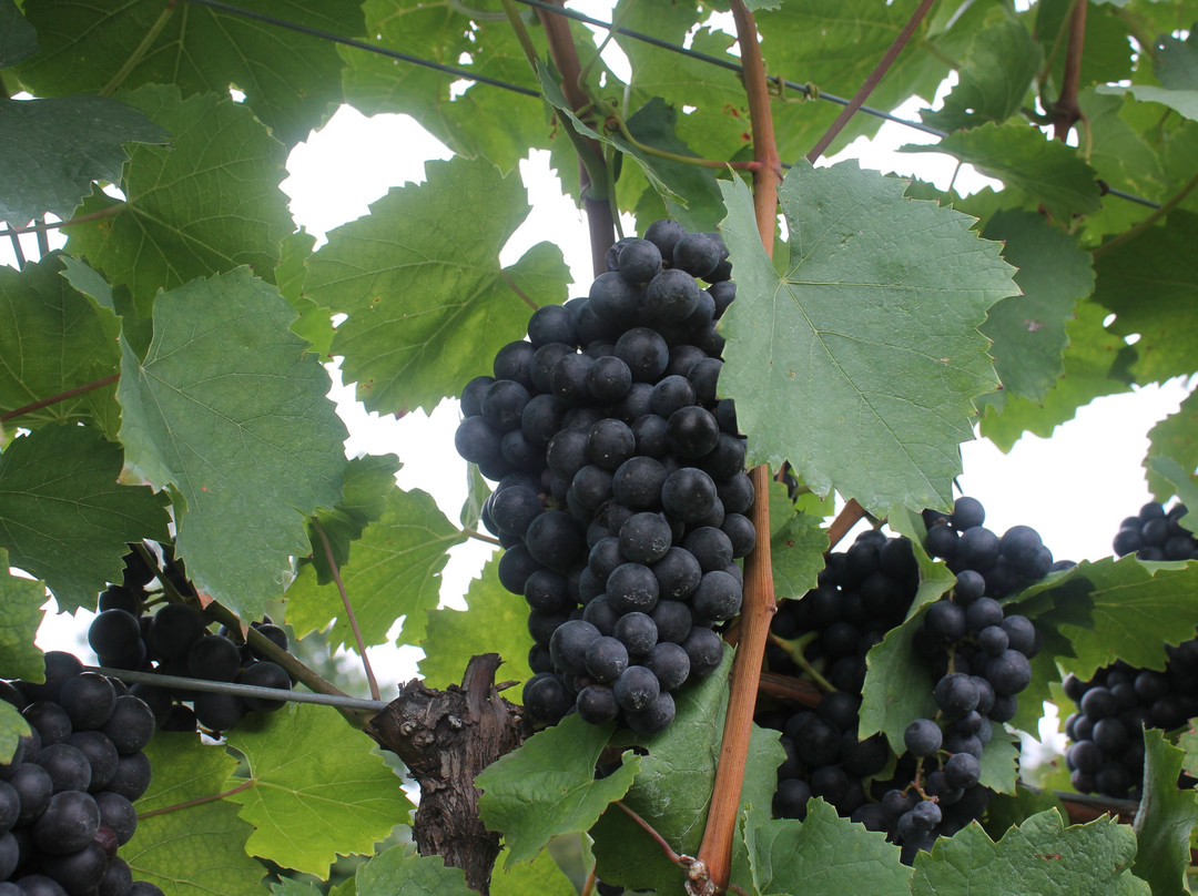 Hector Wine Company景点图片