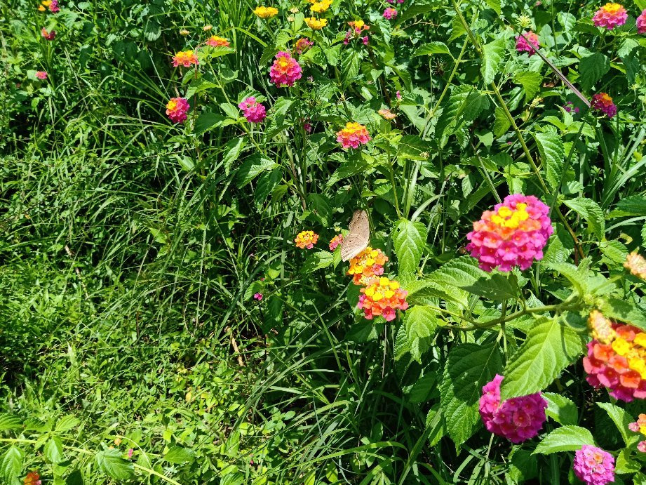 Sammilan Shetty’s Butterfly Park-芒加罗必去景点