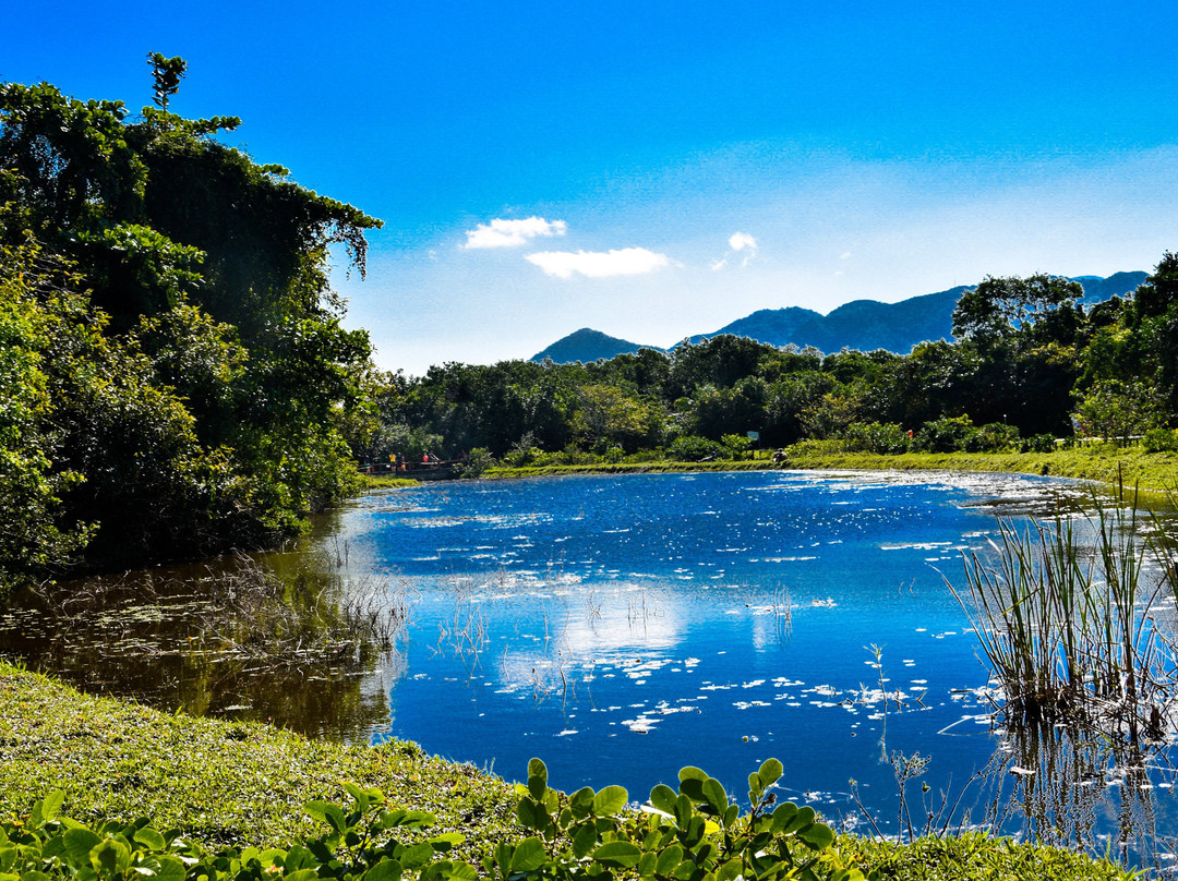 Bosque da Barra景点图片