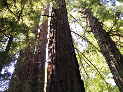 Dream Tours By-The-Sea-蒙特雷必去景点