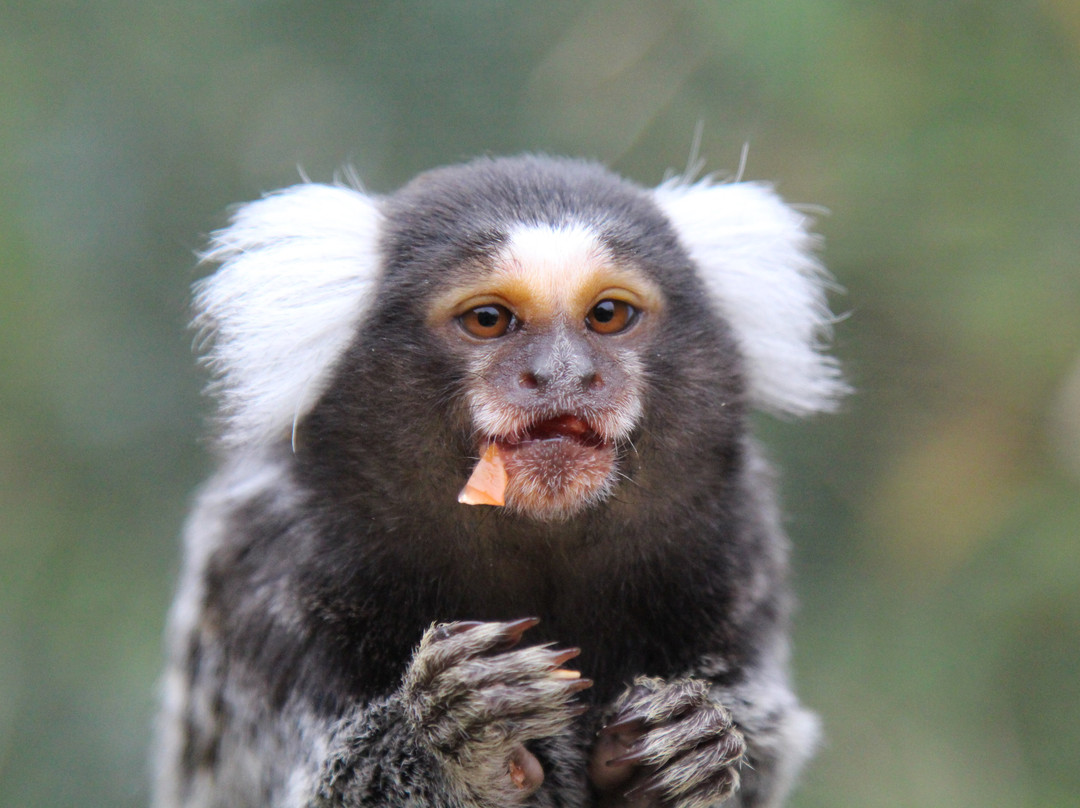 Askham Bryan Wildlife & Conservation Park景点图片