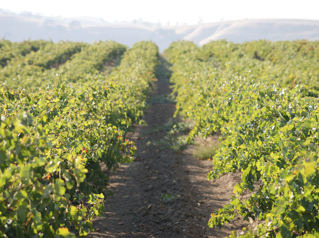 Locatelli Vineyards & Winery景点图片