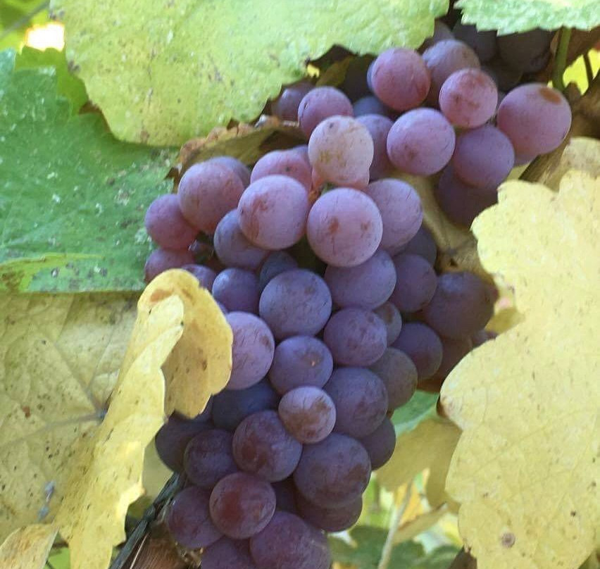 Columbia Gardens Vineyard & Winery景点图片