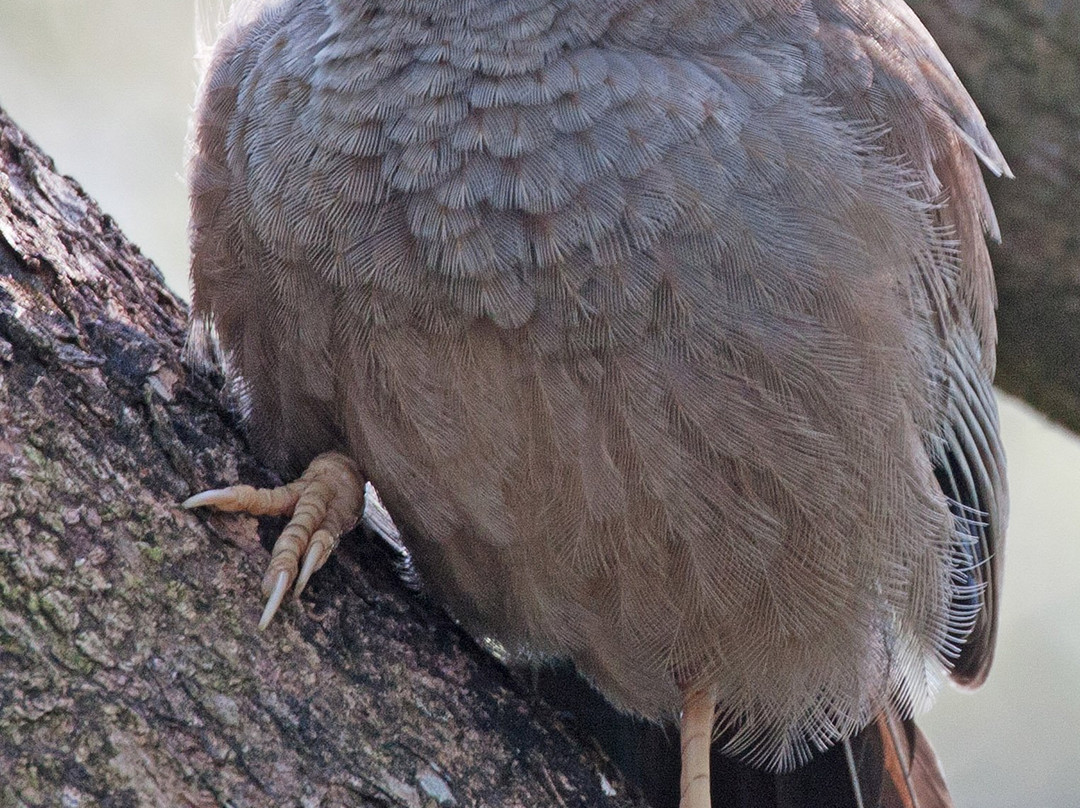 国家野生动物园-科伦坡必去景点