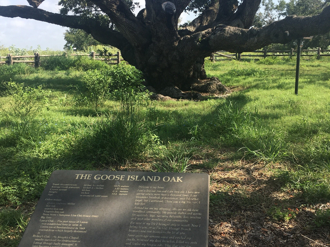 The Big Tree-罗克波特必去景点