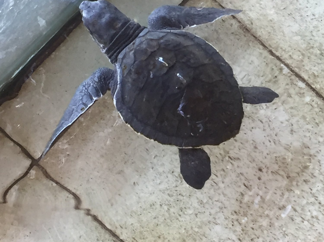 Gili Trawangan Turtle Hatchery景点图片