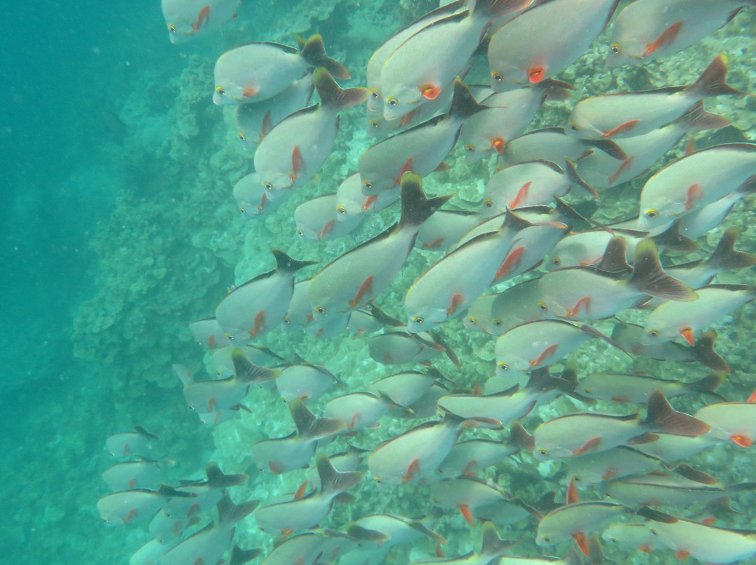 Scuba Centre Maldives-胡鲁马累必去景点