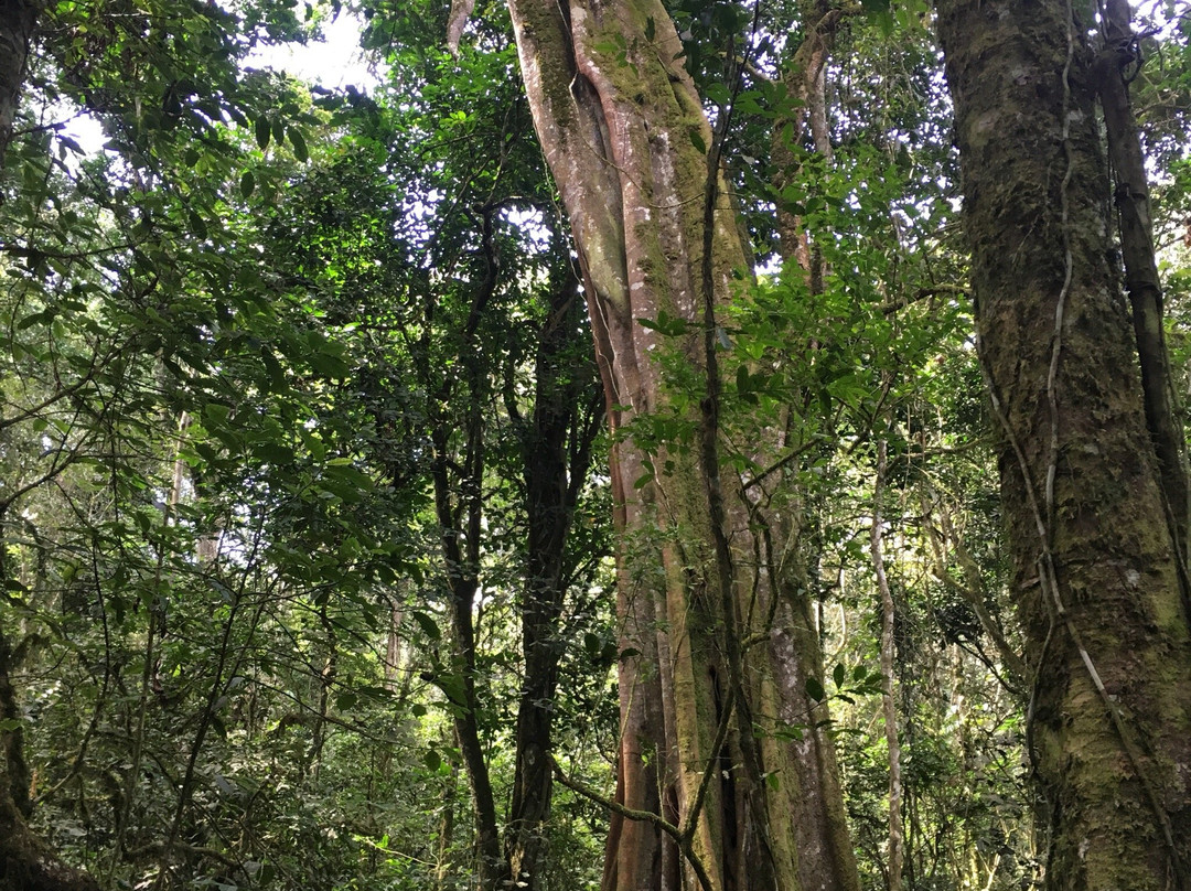 Bushenyi旅游攻略图片
