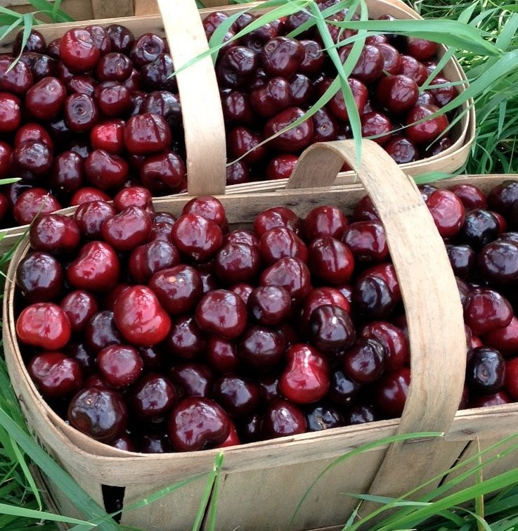 20 Valley Harvest Farms景点图片