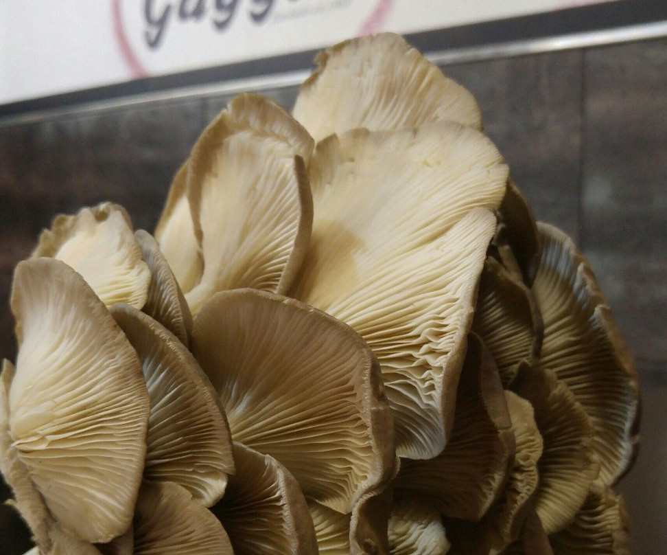 Bar Gaggia-Yecla必去景点