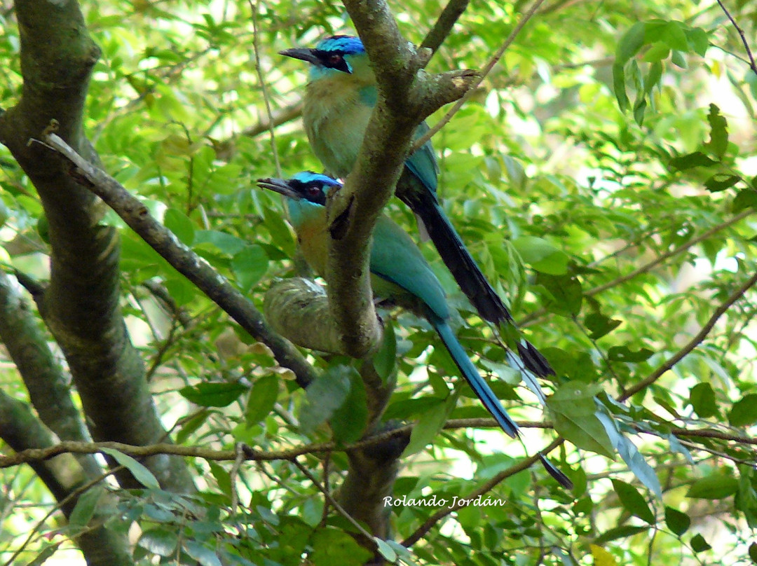 Rojo Birding景点图片