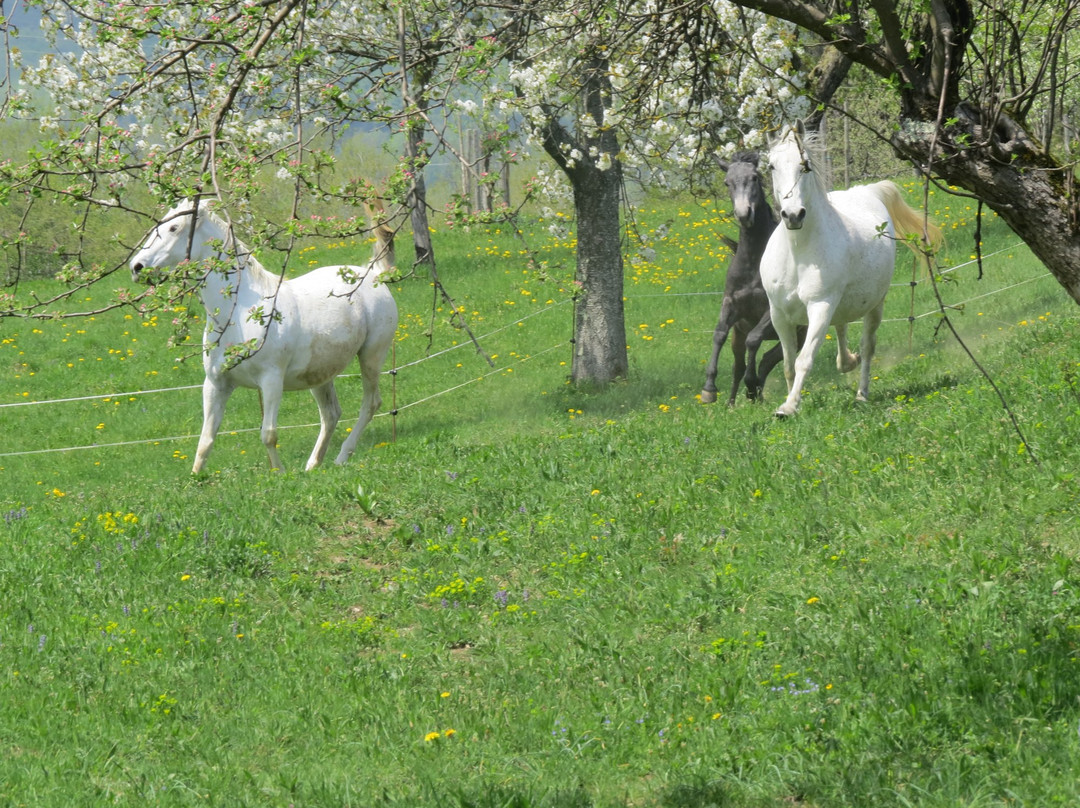 Lipizzaner Lodge Relaxtivity Guest House主图