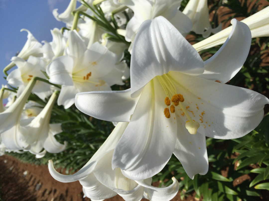 伊江村旅游景点-Lily Field Park