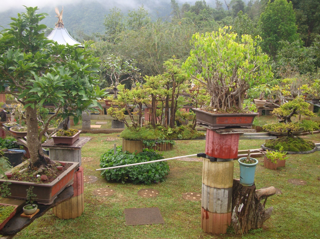 Jardin de Bonsais景点图片