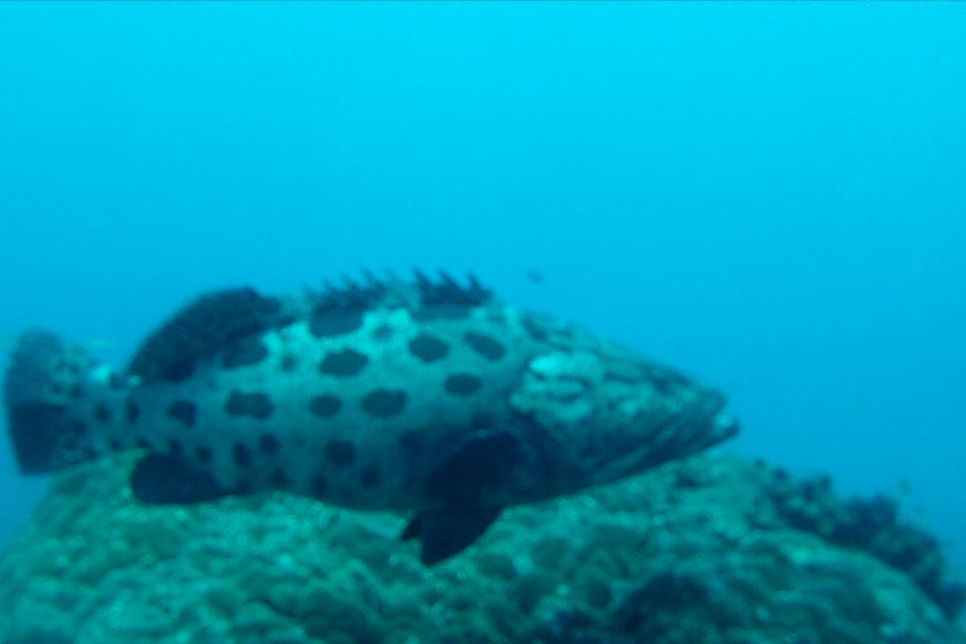 Amoray Diving-索德瓦纳必去景点