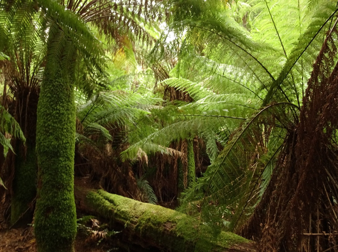 Joy's Tassie Tours-朗塞斯顿必去景点