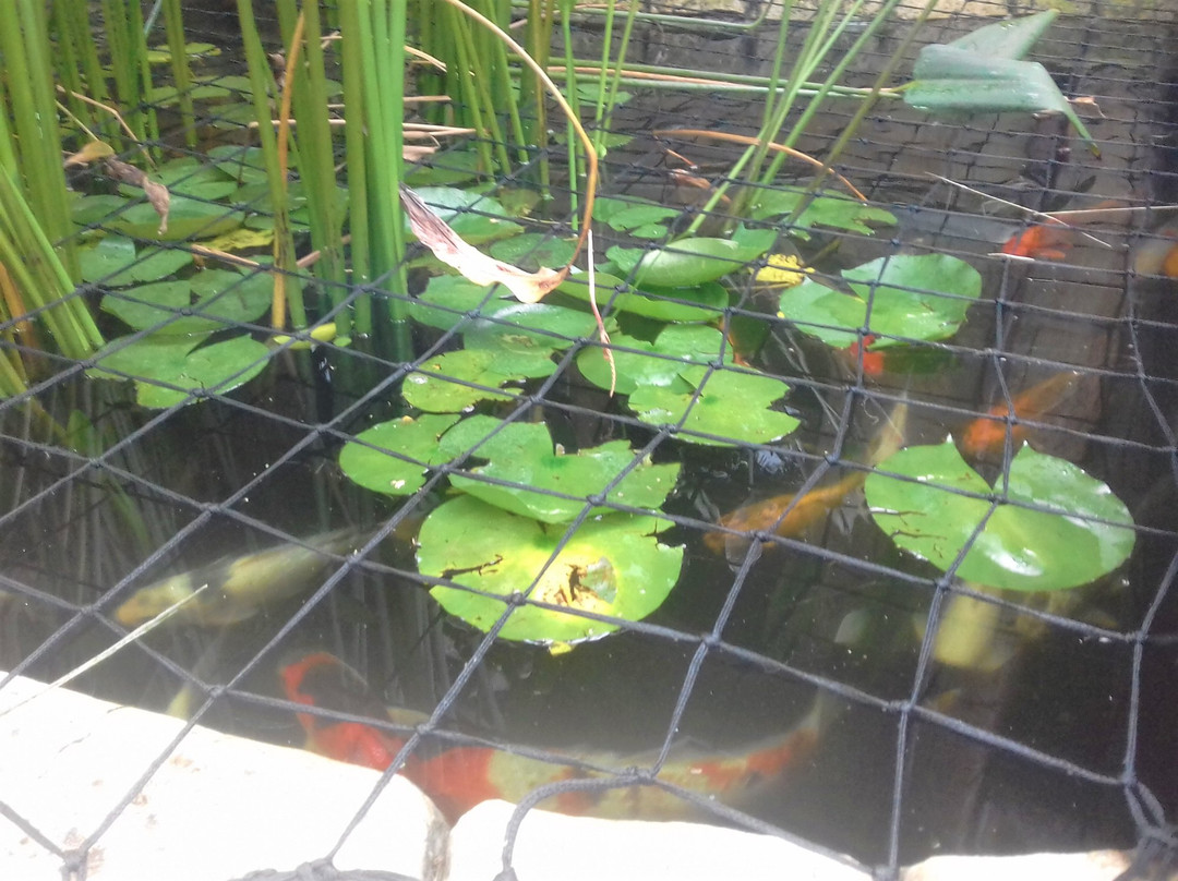 Summer Garden Guest House (The Palms)主图