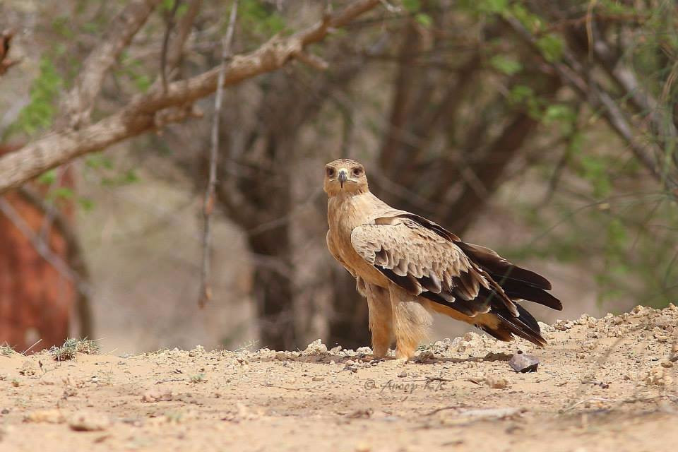 Desert National Park- Safari景点图片
