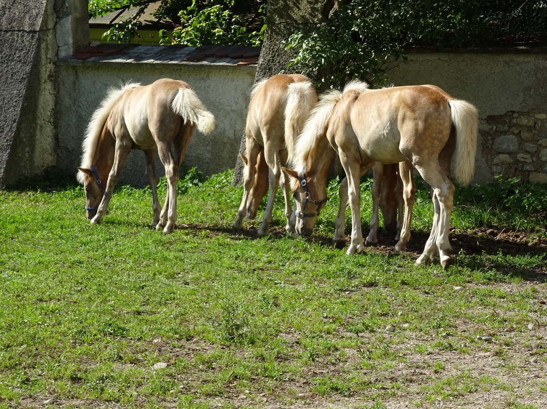 Haflingergestüt Fohlenhof-埃布斯必去景点
