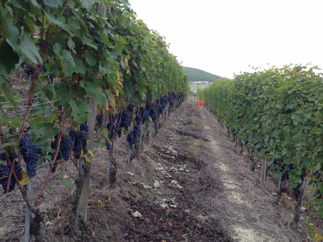 Azienda Vitivinicola Veglio Giovanni & Figli景点图片
