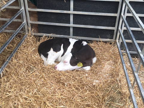 Our Cow Molly Dairy Farm & Ice Cream Shop-谢菲尔德必去景点