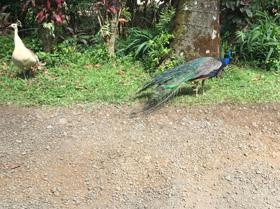 Adventure Maui Road to Hana Tour-哈纳必去景点