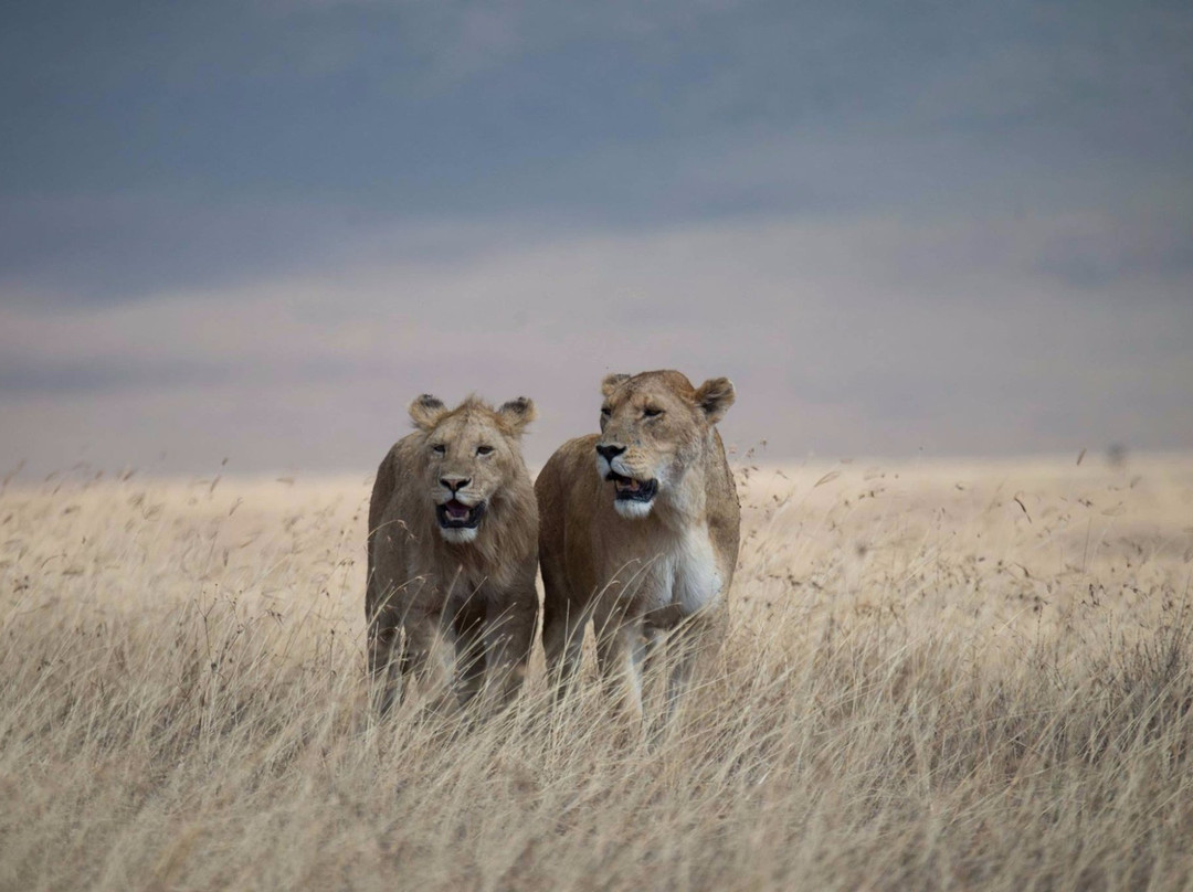 Caracal Tours & Safaris-莫西必去景点