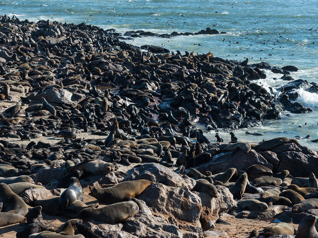 Henties Bay旅游景点-Cape Cross