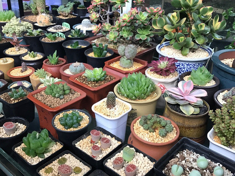 万商花鸟市场(西藏南路)-上海市必去景点