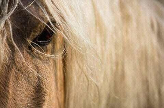 Equitation Ranchacienda-奥瑞尔必去景点