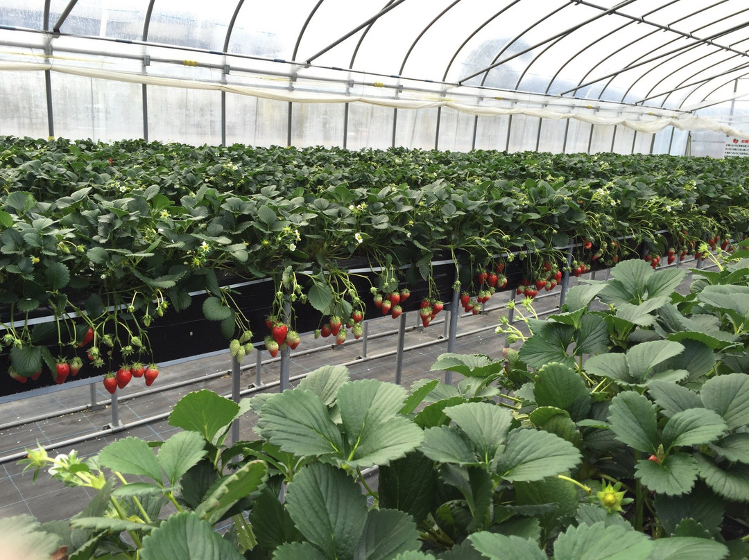 Kafuka Strawberry Farm-甲贺市必去景点