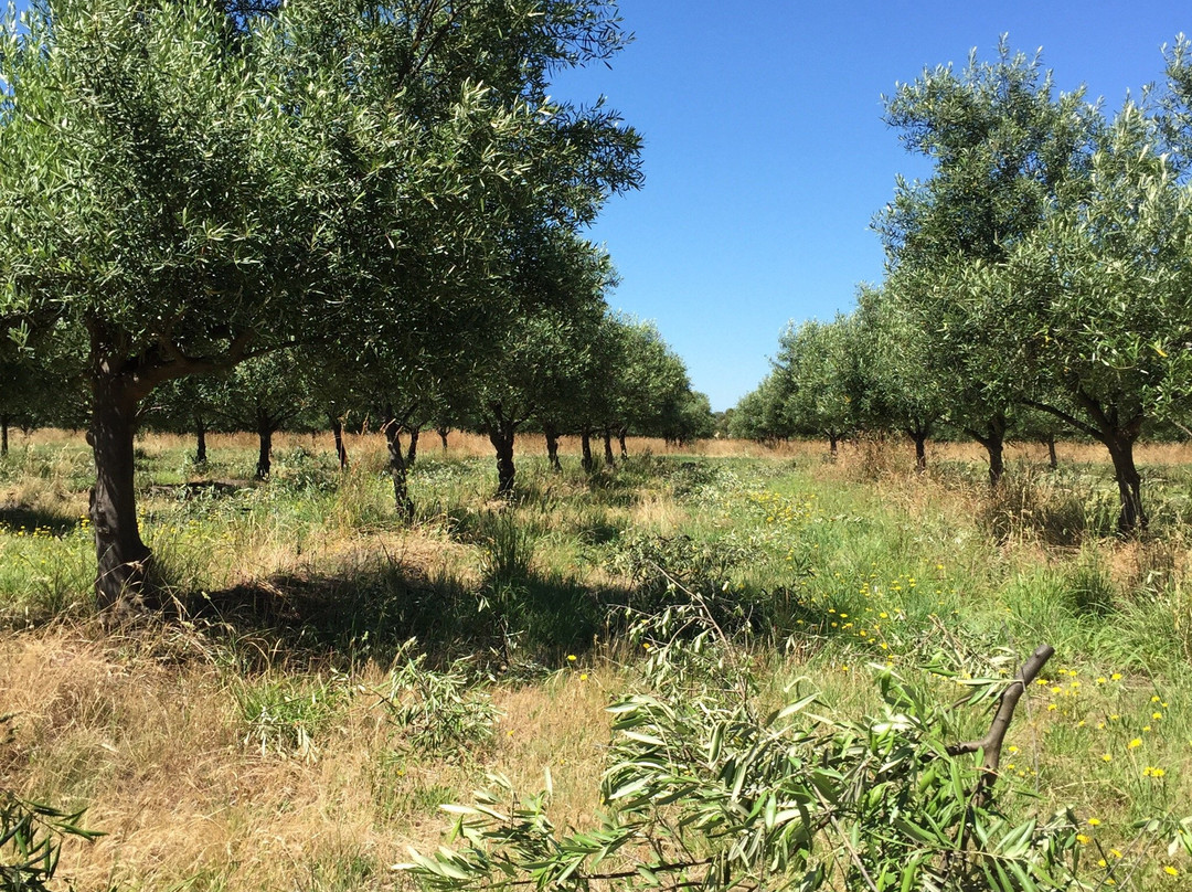 Freshfield Grove-Campania必去景点