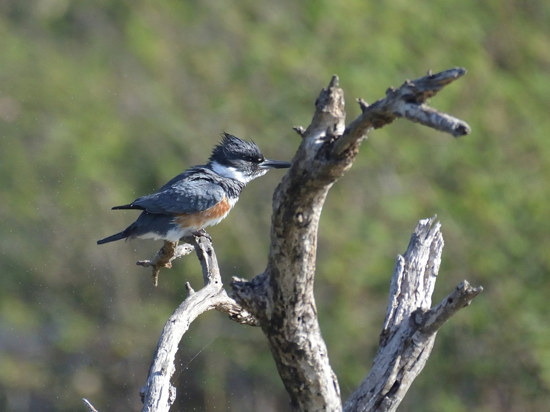 Resaca de la Palma State Park-布朗斯维尔必去景点