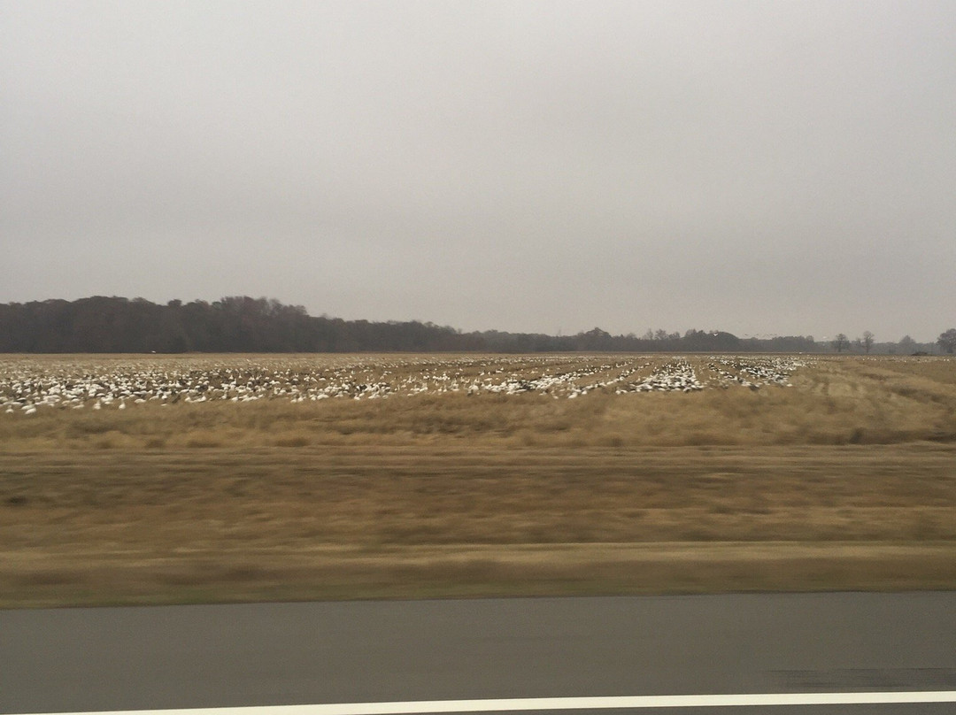 Mack's Prairie Wings-Stuttgart必去景点