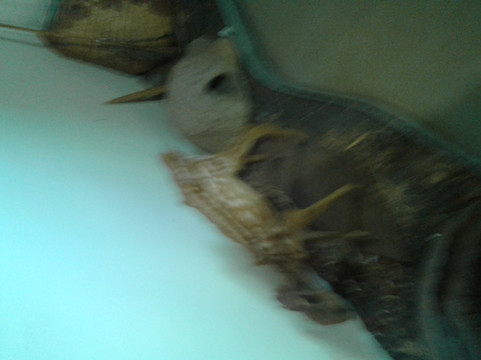 Museu de Historia Natural de Cravinhos