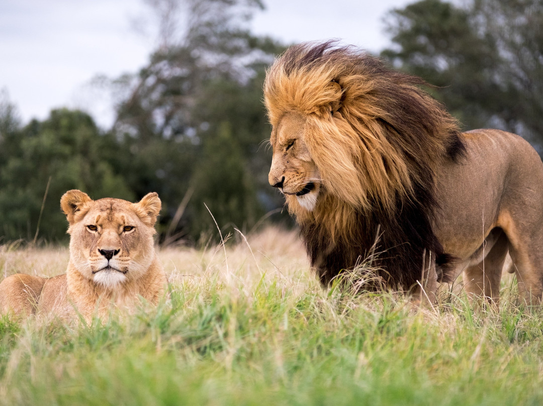 Plettenberg Bay Game Reserve-普利登堡湾必去景点