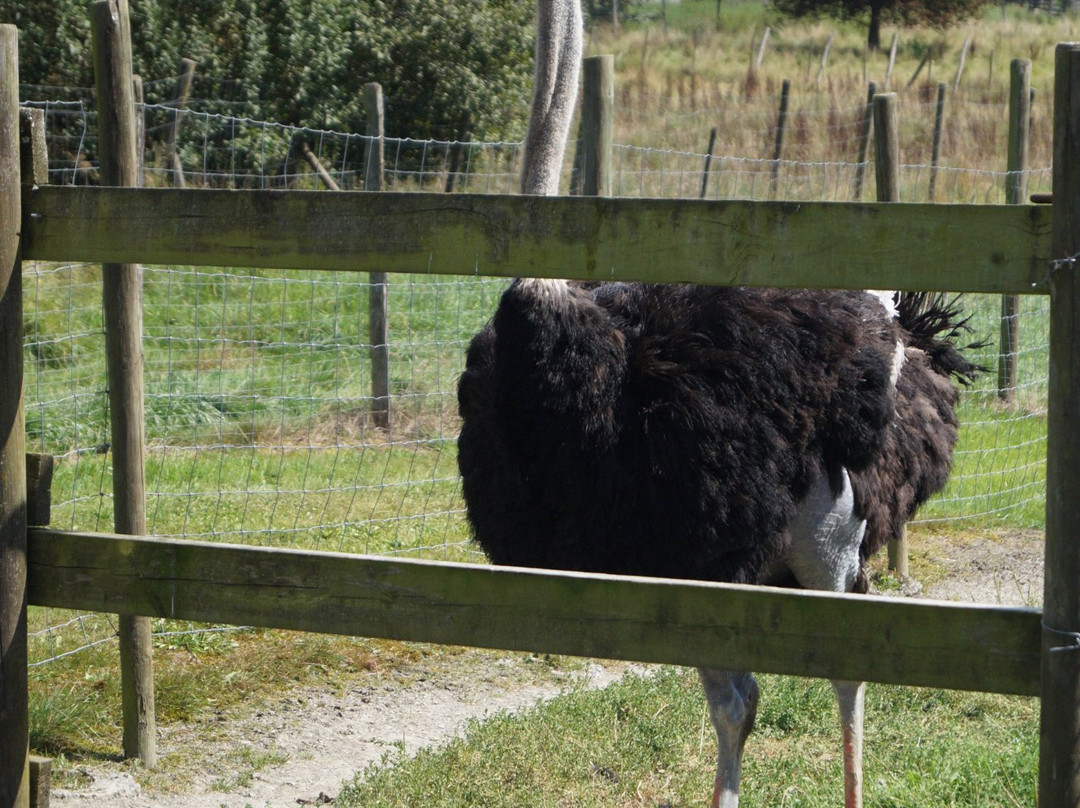 Doneu Ostrich Farm景点图片