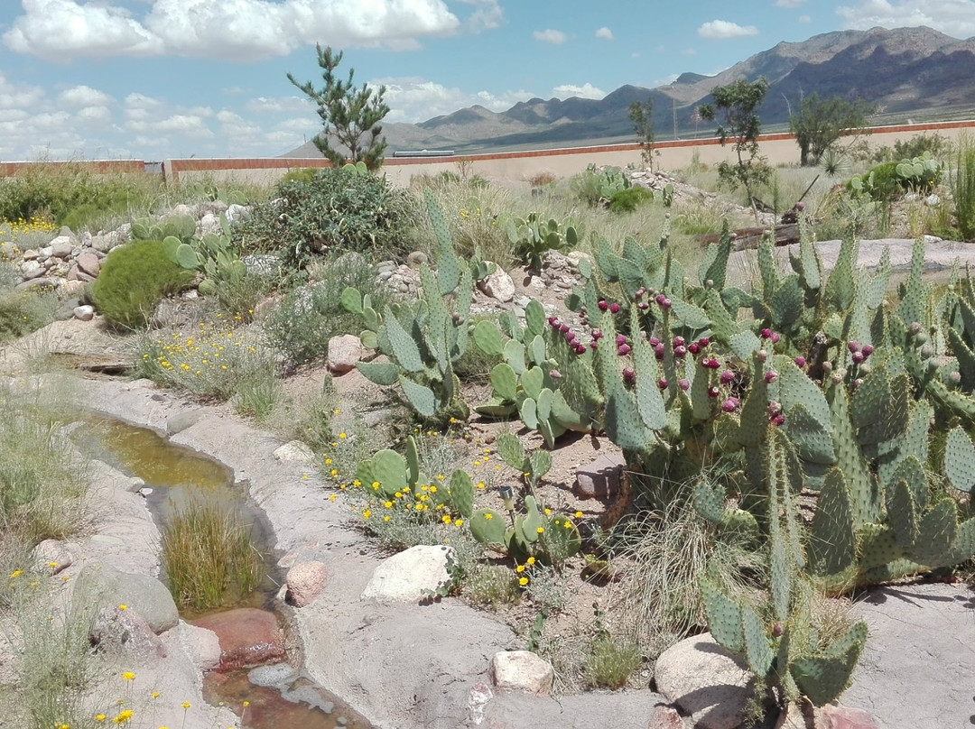 Chiricahua Desert Museum景点图片