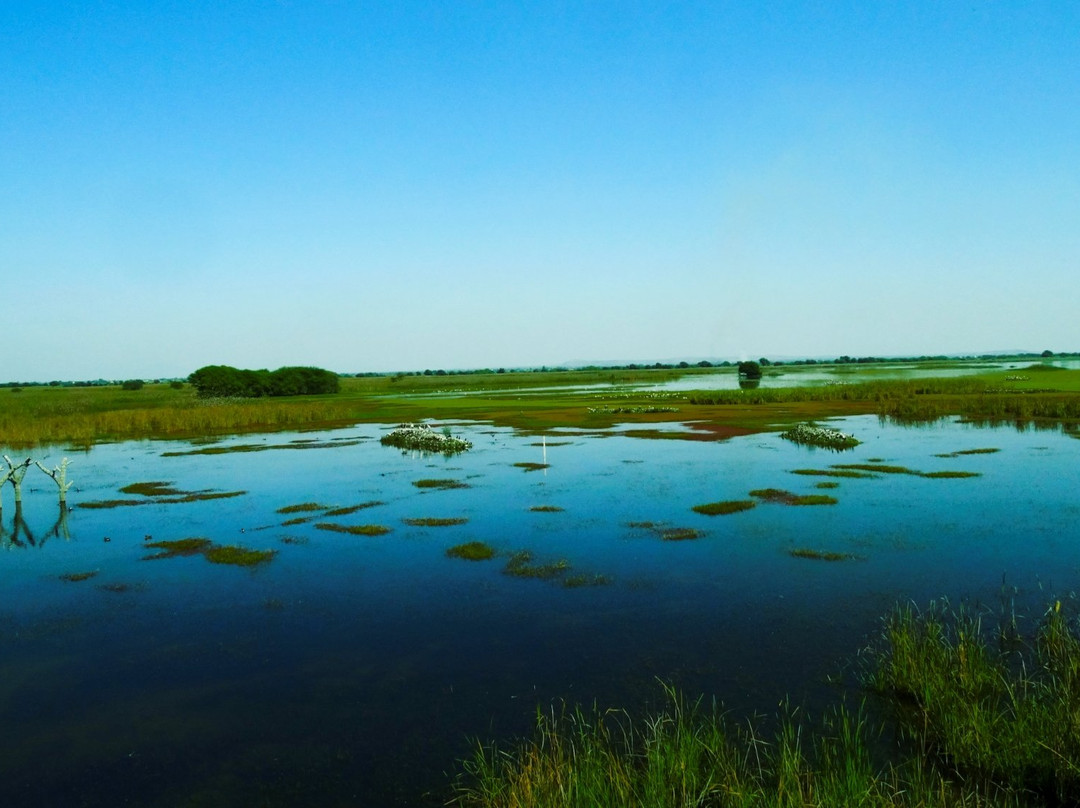 Nandur Madhyameshwar Bird Sanctuary景点图片