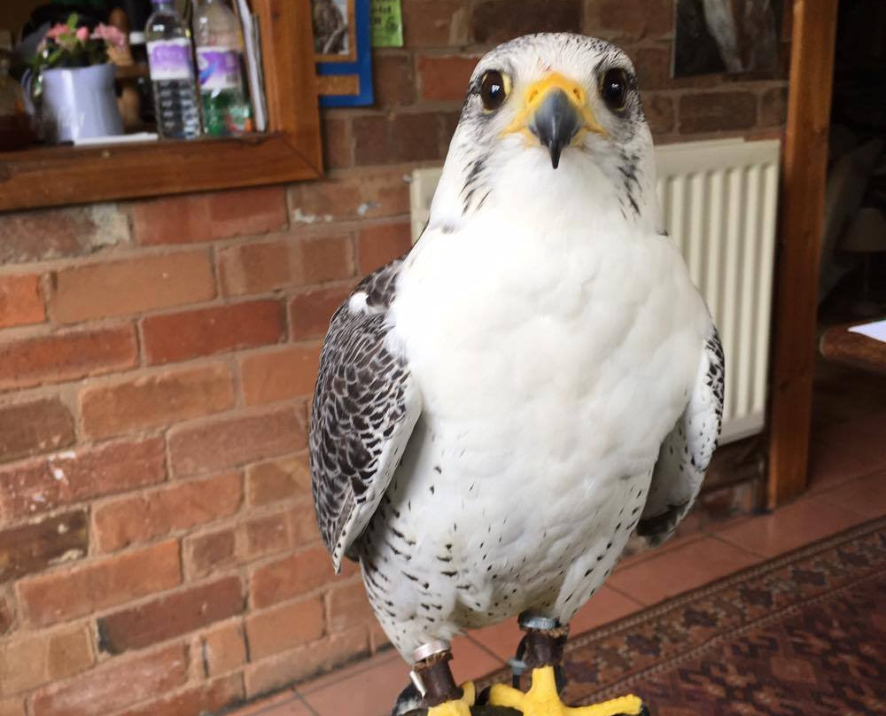Falconry-Days-皇家利明顿温泉必去景点
