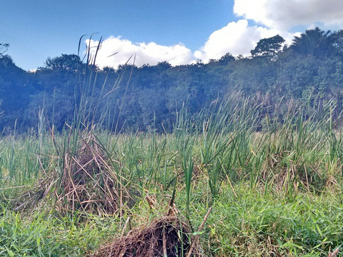 Parque do Basalto-Araraquara必去景点