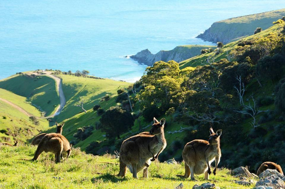 Spirit of the Fleurieu Tours景点图片