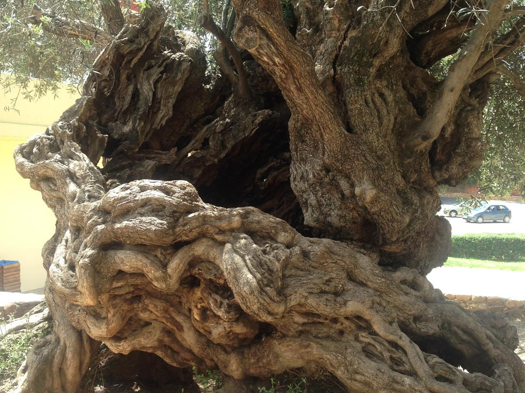 Olive Tree Museum-Vouves必去景点