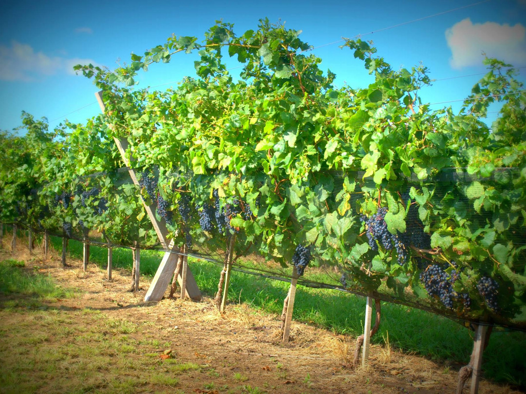 Vinedo Los Aromitos景点图片