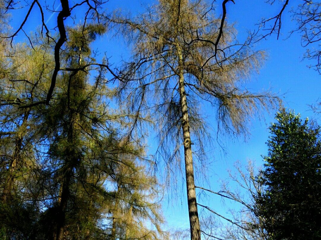Oxhey Woods景点图片
