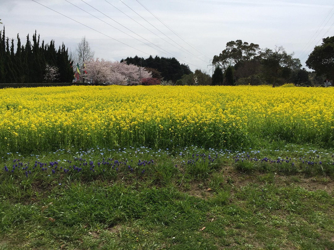 Fukuchi Sanroku Hana Park-直方市必去景点