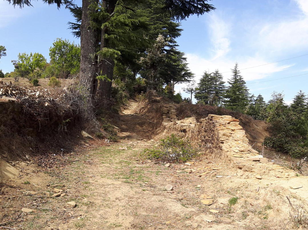 Elphinstone Himalayan Resort主图