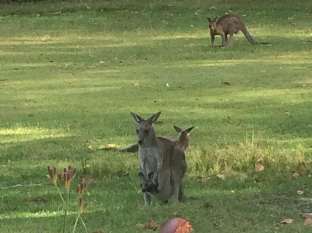 Morisset Picnic Area景点图片